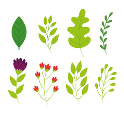 set of cute flowers and branches with leafs vector illustration design