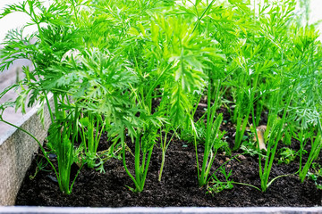 young green leaves of growing carrot in vegetable garden