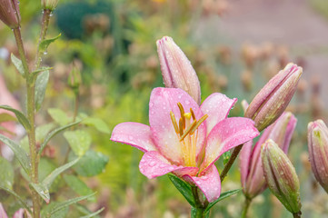 Beautiful pink lilies in the garden on a Sunny spring day. Toned