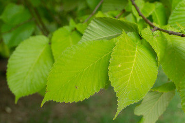 green leaves of tree