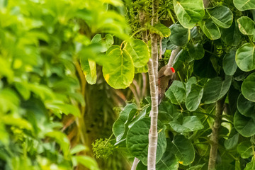 pájaro carpintero