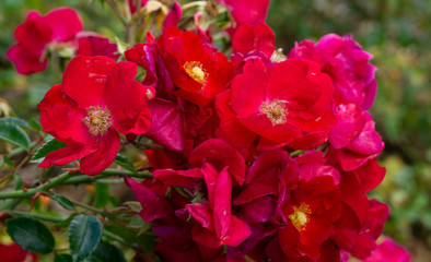 A bunch of red flowers