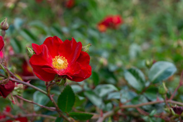 A close up red flower