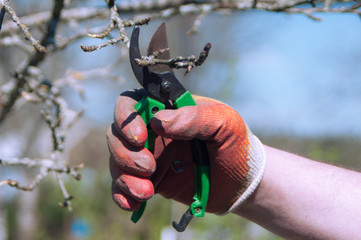 a man takes care of the garden, cutting branches on a tree