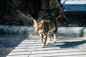 Cat from Cyprus