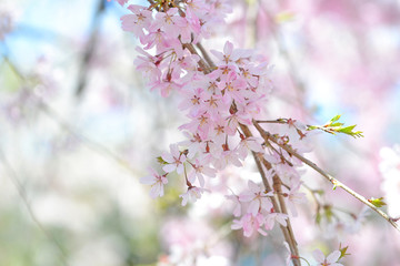 枝垂れ桜