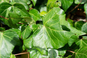 Obraz premium Green leaves