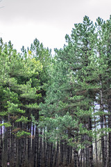 Fototapeta premium Beautiful season in the forest, mountain path, road with evergreen trees, dirt road