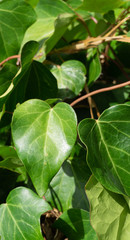 Green leaves