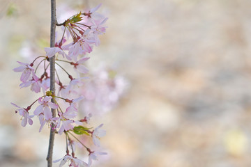 枝垂れ桜