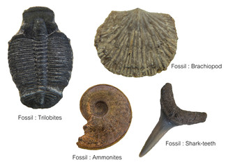 Fossils Specimens, four Fossils Specimens  : Practical Specimens for Study of Earth Science / Isolated white