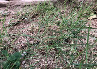 green grass growing in the dry rural land