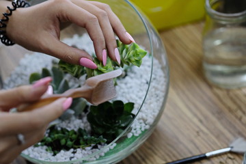 hands of the master of Floristics transplant succulents and decor in the florarium