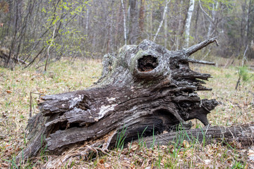 snag in the form of a dragon's head