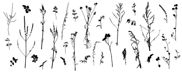 Set of wild plants (weeds), silhouette of bare stems of plants. Vector illustration.