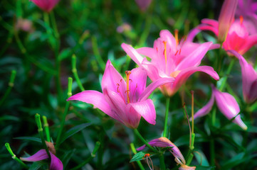 Beautiful pink lilies in the garden