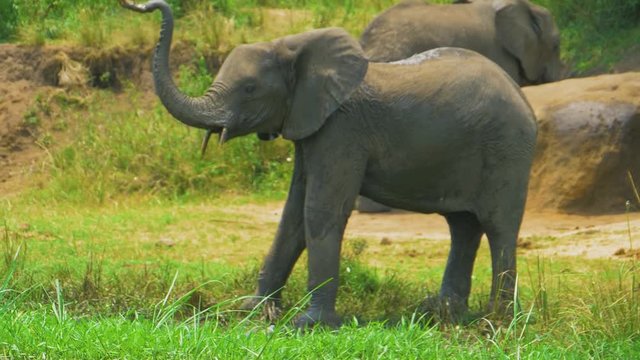 Baby elephant douses itself with water. With a spray of dirt. African safari. Shot on a telephoto lens. Extra slow motion out of 180 fps. Close-up. Queen Elizabeth National Park, Kasese, Uganda. 