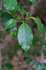 Green leaf