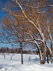 trees in winter