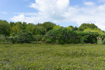 Fototapeta na wymiar tree in the field