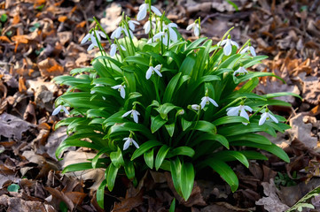 The snowdrop or common snowdrop (Galanthus nivalis) blooms. Snowdrop the first spring flowers. Flowers bloom after winter.