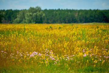 Field with beautiful blooming meadow flowers. Natural floral landscape.
