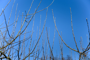 Fototapeta premium Sprouts of apple tree branches on a tree in spring.