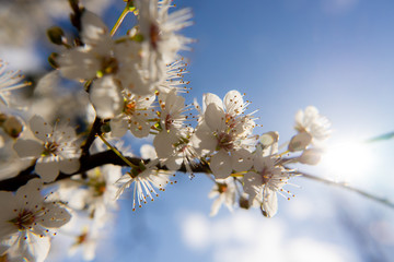 tree blossom in spring time