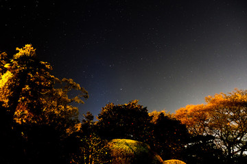 sunset in the forest and the star sky appearance