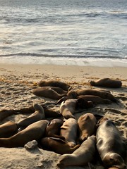 Sea lions in the seaside in La Jolla Cove, California