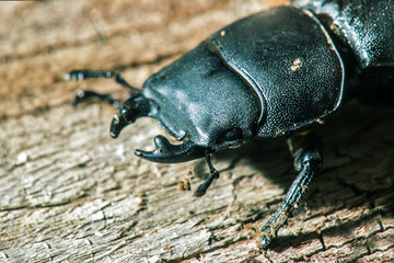 beetle deer female