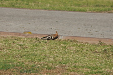 Hoopoe feeding on a lawn in Israel. An adult bird is looking for insects.