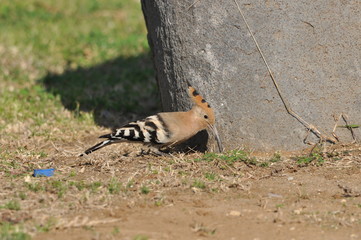 Hoopoe feeding on a lawn in Israel. An adult bird is looking for insects. © TRINGA