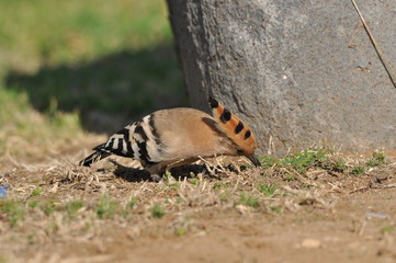 Hoopoe feeding on a lawn in Israel. An adult bird is looking for insects.