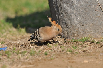 Hoopoe feeding on a lawn in Israel. An adult bird is looking for insects. © TRINGA