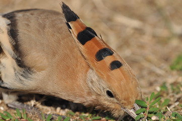 Hoopoe feeding on a lawn in Israel. An adult bird is looking for insects. © TRINGA
