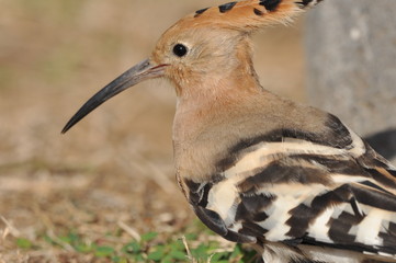 Hoopoe feeding on a lawn in Israel. An adult bird is looking for insects. © TRINGA