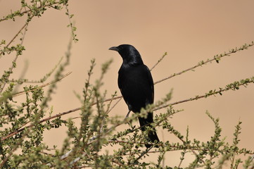 Tristram's starling, a black shiny and exotic bird in the Ein Gedi National Park in Israel. © TRINGA