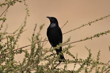 Tristram's starling, a black shiny and exotic bird in the Ein Gedi National Park in Israel. © TRINGA