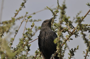 Tristram's starling, a black shiny and exotic bird in the Ein Gedi National Park in Israel.