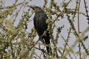 Tristram's starling, a black shiny and exotic bird in the Ein Gedi National Park in Israel.