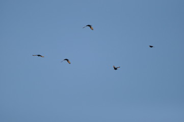 Tristram's starling, a black shiny and exotic bird in the Ein Gedi National Park in Israel.