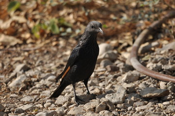 Tristram's starling, a black shiny and exotic bird in the Ein Gedi National Park in Israel. © TRINGA