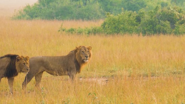 A Pair Of Male Lions Walk Along The Savannah In Search Of Food. Sick Lion With A Collar And A Displacement Sensor. Safari On A Very Hot Day. Long Shot On A Telephoto Lens 50 Fps. Kasese, Uganda.