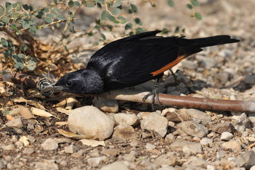 Tristram's starling, a black shiny and exotic bird in the Ein Gedi National Park in Israel.