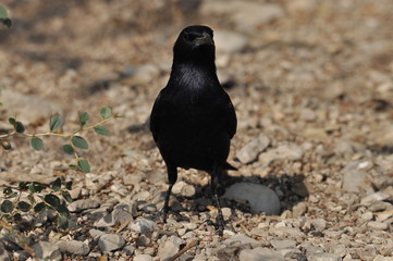 Tristram's starling, a black shiny and exotic bird in the Ein Gedi National Park in Israel.