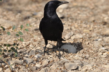 Tristram's starling, a black shiny and exotic bird in the Ein Gedi National Park in Israel. © TRINGA