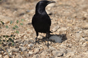 Tristram's starling, a black shiny and exotic bird in the Ein Gedi National Park in Israel.