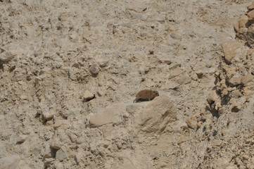 Rock hyrax in the Ein Gedi National Park in Israel. Protected wild animals forage and agile climb trees and rocks.