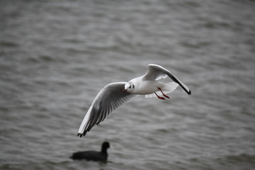 Obraz premium ユリカモメ